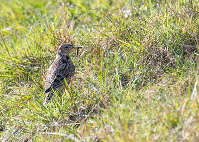 Close-up of bird on field