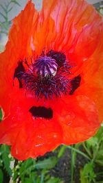 Close-up of red flower