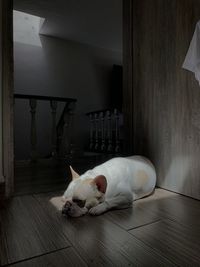 Cat lying on floor at home