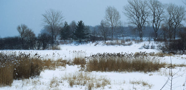 Bare trees on field against sky during winter