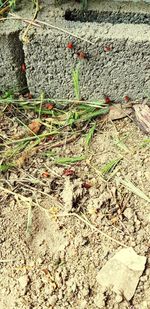 High angle view of dry plants on land