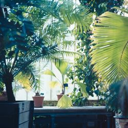 Low angle view of palm tree