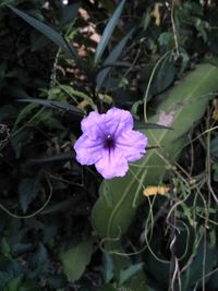 Close-up of purple flower blooming outdoors