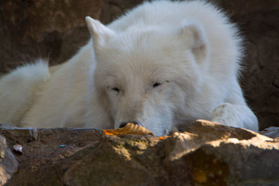 Close-up of a dog on rock