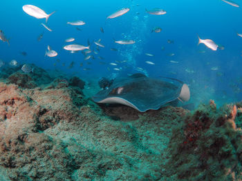 Fish swimming in sea