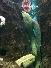 Close-up of fish swimming in sea