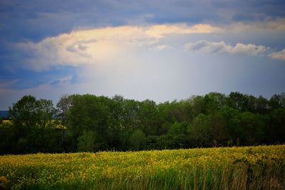 Scenic view of field against sky