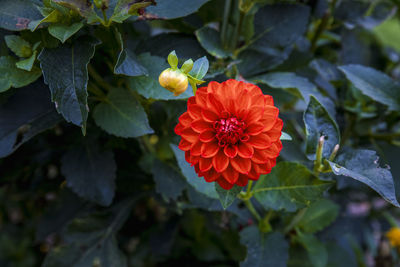 Close-up of red flowering plant