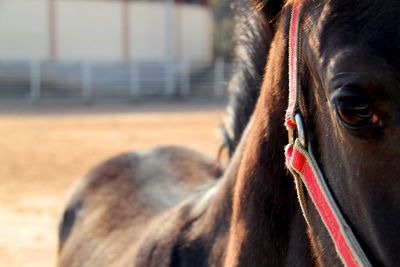 Close-up of a horse