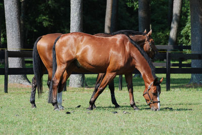 Grass pasture with a twin pair of beautiful warmblood horses.