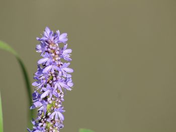 Close-up of purple flowers blooming outdoors