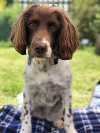 Portrait of dog looking at camera