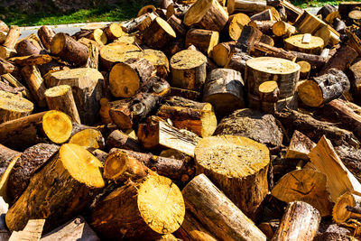 Stack of logs in forest