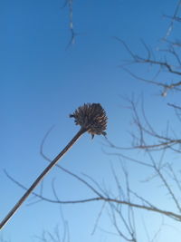 Low angle view of tree against clear sky