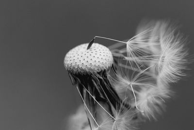 Close-up of dandelion against white background