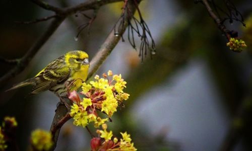 Close-up of bird perching on plant