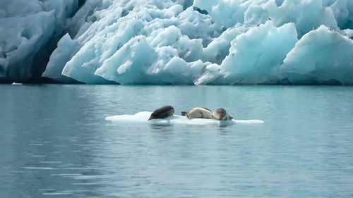 Seals in the cold water of the glacier lagoon in iceland