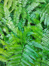Full frame shot of fern