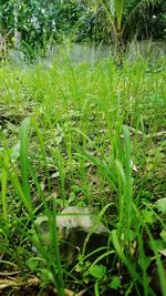 Close-up of grass growing in field