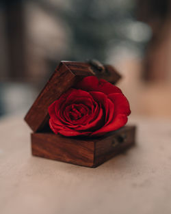 Close-up of red rose on table