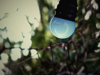 Low angle view of tree against blurred background