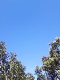 Low angle view of trees against blue sky