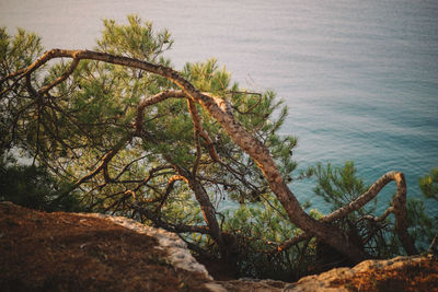High angle view of trees by sea