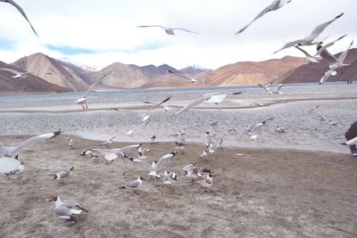 Flock of birds flying over lake against sky