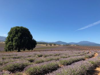 Scenic view of agricultural field against sky