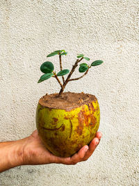 Close-up of hand holding fruit against wall