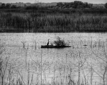 View of birds in lake