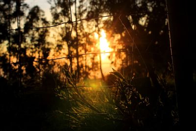 Sunlight streaming through trees in forest during sunset