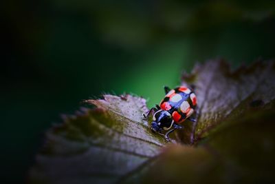 Close-up of ladybug on plant