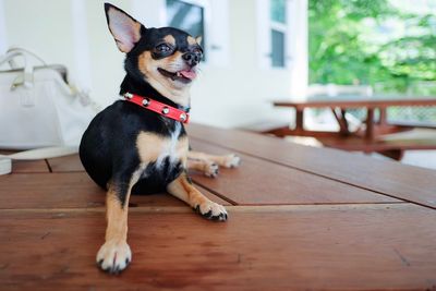 Portrait of dog sitting on wooden table