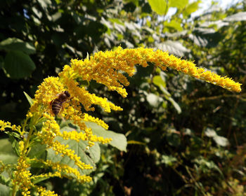 plant