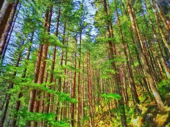 Low angle view of trees in forest