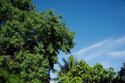 Low angle view of tree against blue sky