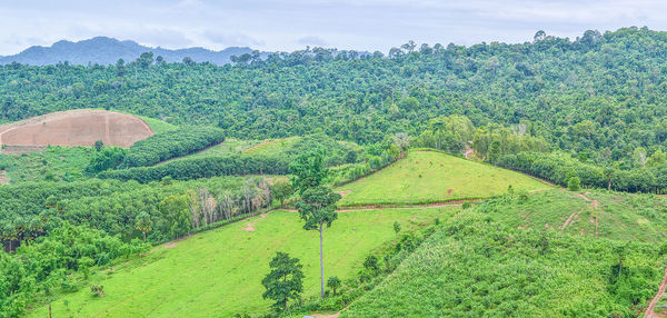 Scenic view of agricultural field against sky