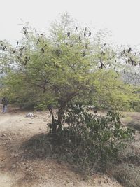 Close-up of wet tree during rainy season