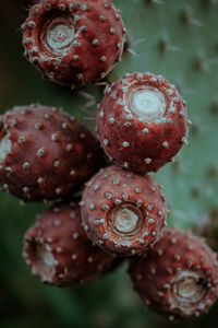 Close-up of prickly pear cactus