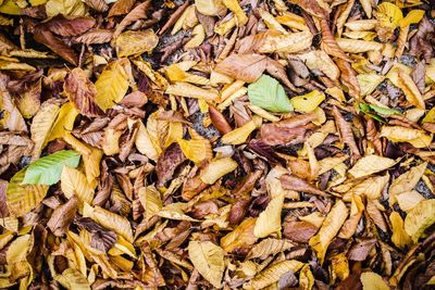 Full frame shot of dry leaves