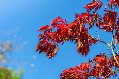 Low angle view of autumnal tree against clear blue sky