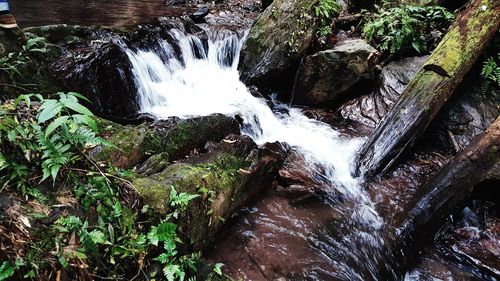 Scenic view of waterfall in forest