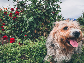 Close-up of dog looking away by plants