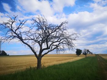 Bare tree on field against sky