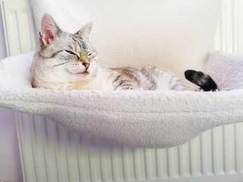 Close-up of a cat sleeping