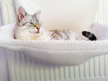 Close-up of a cat sleeping in a white radiator bed. tabby snow bengal domestic cat