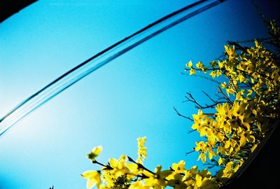Low angle view of yellow flowers against clear blue sky