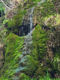 Scenic view of waterfall in forest