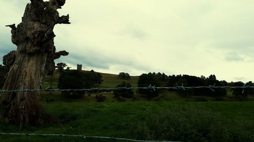 Trees on field against sky